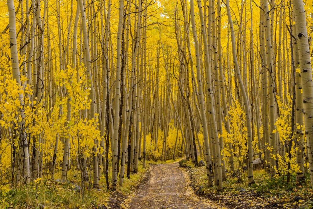 Golden aspen corridor on a Crested Butte building site